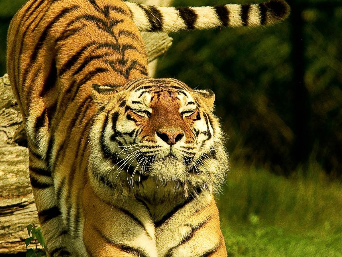 Le Jeu des 5&nbsp;Animaux